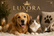 Luxora Pets – Inicio